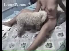 Furry little dog licks his owners soaked pussy 